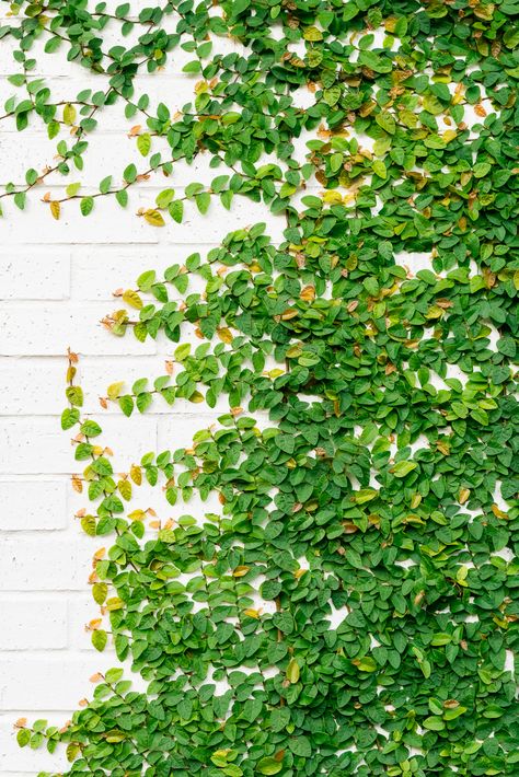 Creeping Ivy Wall, Outdoor Trellis Ideas, Wall Climbing Plants, Trellis Gate, Creepers Plants, Creeping Fig, Garden Arch Trellis, Ficus Pumila, Eden Garden