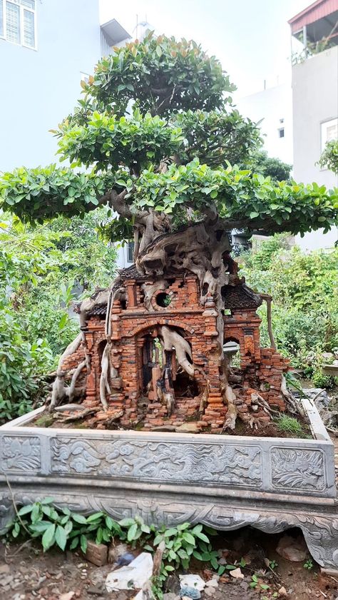 Bonsai Garden Landscaping, Banyan Tree Bonsai, Bonsai Landscape, How To Grow Bonsai, Garden Bonsai Tree, Bougainvillea Bonsai, Bonsai Nursery, Bonsai Ficus, Garden Bonsai