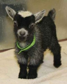 Baby Black Goat Pigmy Goat, Baby Goats Pygmy, Black Goat, Goat Kidding, Pygmy Goat, Nosara, Baby Goat, Cute Goats, Baby Goats