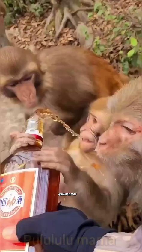 Monkey Funny Videos, Monkey Funny, Monkey Dance, Osho Quotes On Life, Funny Short Video Clips, Scary Animals, Monkey Pictures, Osho Quotes, Animals Friendship