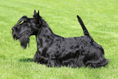 scottish-terrier. Wow, not my Scotty! Persistent yes! Stubborn in sense that when he wants to play he keeps at it. Very trainable though and well behaved. My Scottie adores my husband, but is very, very friendly and tries to engage anyone and everyone. Not a one person dog at all. Scottish Terrier Puppy, All Breeds Of Dogs, Scottish Terriers, Terrier Breeds, Dog Information, Afghan Hound, Different Dogs, Dog Breeder, American Kennel Club