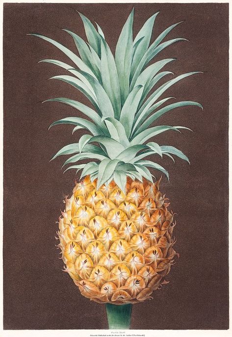 The Smooth Leaved Green Antigua Pine (1807), vintage pineapple fruit illustration by George Brookshaw. Original public domain image from The MET Museum. Digitally enhanced by rawpixel. | free image by rawpixel.com / The Metropolitan Museum of Art (Source) Pineapple Vintage, Pineapple Illustration, The Met Museum, Pineapple Fruit, Fruit Illustration, Public Domain Images, Download Free Images, Tropical Plants, Metropolitan Museum Of Art