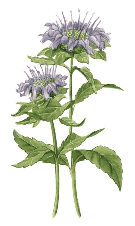 Wild Bergamot - Maine Native Plants Bergamot Plant, Monarda Fistulosa, Bergamot Flower, Wild Bergamot, Herb Art, Hummingbird Plants, How To Attract Hummingbirds, Tropical Blue, Beneficial Insects