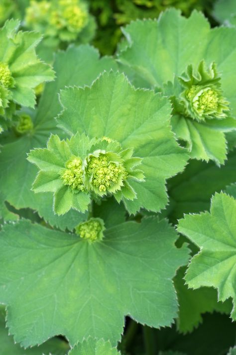 20 Powerful Benefits of Lady's Mantle Lady’s Mantle Benefits, Ladys Mantle, Medicinal Gardening, Teas Recipes, Wild Foraging, Lady's Mantle, Lemongrass Tea, How To Regulate Hormones, Herbal Teas Recipes