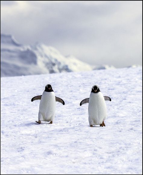 Penguins Two Two Penguins, Gentoo Penguin, Go For A Walk, Super Cute Animals, Cute Penguins, A Walk, Animals Beautiful, Penguins, Cute Animals