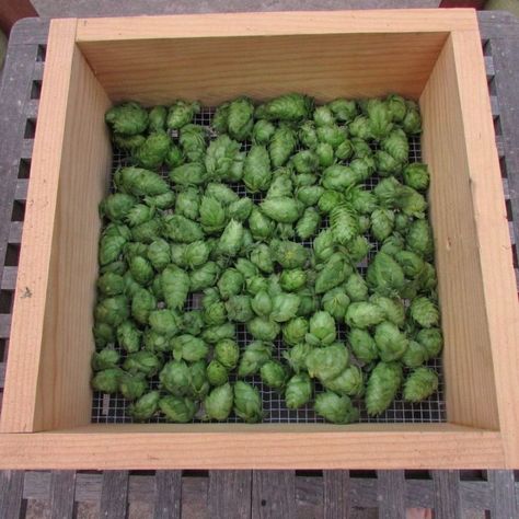 Harvesting Hops on the Homestead Harvesting Hops, Spicy Cucumber, Beer Hops, Cucumber Dill, Beer Making, Chicken Run, Dill Pickles, Fermented Drink, Home Brewing Beer