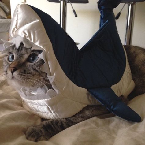 Nala cat wearing shark costume Cat Shark Costume, Cat Shark, Shark Costume, Shark Costumes, Hipster Cat, Shark Fishing, Kitten Care, Cute Shark, Super Cute Animals