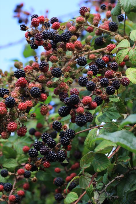 Blackberry Tree, My Garden, Blackberry, Trees