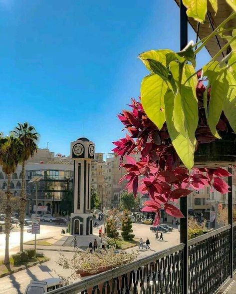 Homs Syria, Growing Tree, Syria, Trees