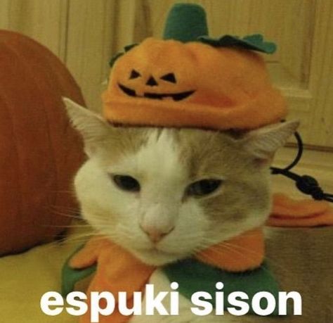 Funny Halloween Memes, Spooky Memes, Halloween Memes, Scary Halloween Costume, Weird Creatures, Kittens Funny, Funny Cute Cats, Silly Cats, Halloween Cat