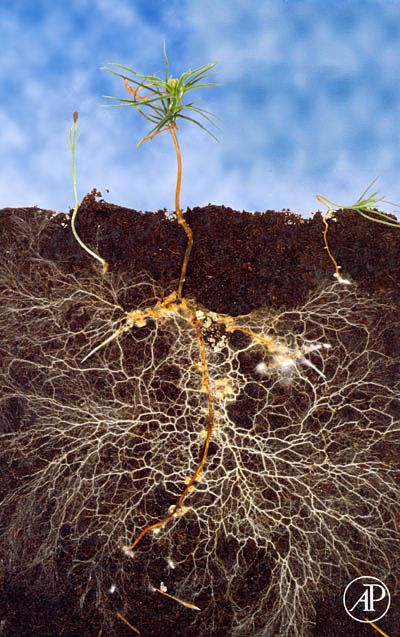 Underground Magic: Mycorrhizae | Green Bean Connection American Chestnut, Natural Farming, Chestnut Trees, Green Bean, Growing Indoors, What It Takes, Permaculture, Hydroponics, It Takes