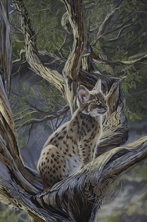 Bobcat lynx kitten on a Rocky Mountain Juniper Oil Painting Rocky Mountain Juniper, Lynx Kitten, Juniper Oil, Canadian Animals, Theodore Roosevelt National Park, Mountain Painting, Nature Art Prints, Mountain Lion, Animals Art