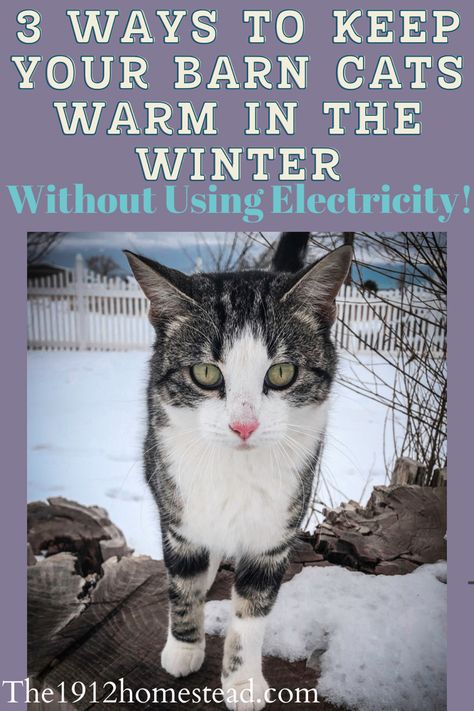 You are probably wondering how to keep your barn cats warm this winter, so I am going to share my three tips to keep them warm! #raisingbarncats #homesteading #barncats Diy Stray Cat Shelter Winter, Feral Cat Shelter Winter Diy, Outdoor Cat Enclosure Winter, Cat Rescue Ideas, Barn Cat Shelter, Diy Feral Cat Shelter Cold Weather, Winter Cat Shelter, Cat Shelters For Winter, Homestead Tips