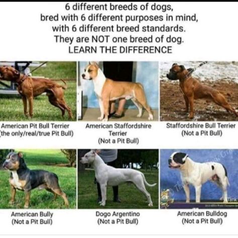 These are not all Pit Bulls. Dog Infographic, Dog Education, Bully Breeds Dogs, Dog Fails, Dog Advice, Bulldog Breeds, American Pitbull, Bully Dog, Helpful Things