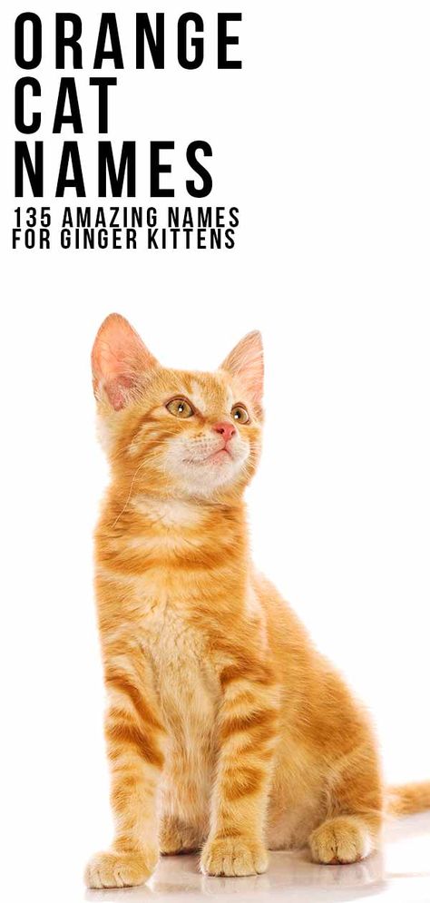 Orange Kitten Names, Cat Names Orange, Cat Names Boy, Orange Cat Names, Kitten Names Boy, Orange Cat Aesthetic, Ginger Cat Names, Kitten Names Girl, Tabby Cat Names