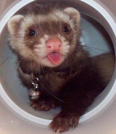 Baby Ferrets, Funny Ferrets, A Ferret, Pet Ferret, Cute Ferrets, Super Cute Animals, Cute Animals Images, Pretty Animals, Silly Animals