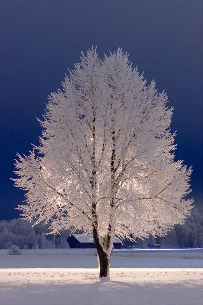 Era Victoria, Snow Tree, Winter Magic, Winter Scenery, Winter Beauty, Snow Scenes, Winter Wonder, Alam Yang Indah, Beautiful Tree