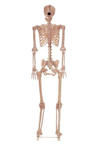 Skull Decorations, Life Size Skeleton, Posable Skeleton, Skeleton Parts, Plastic Dinosaurs, Halloween Skeleton Decorations, Plastic Skeleton, Halloween Tombstones, Skeleton Decorations