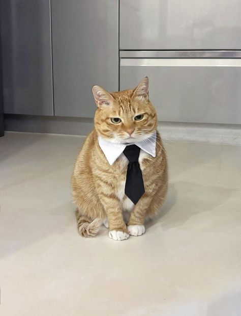 Office Cat, Silly Cats Pictures, Silly Animals, Cat Aesthetic, Funny Cute Cats, Silly Cats, Cute Creatures, Pretty Cats