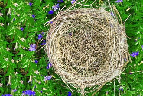 The Powerful Symbol Of Finding A Bird Nest Meaning Bird Nest Decor Ideas, Bird Building Nest, Nature Signs, Different Birds, Birds Nest, Baby Bird, Two Birds, Spiritual Meaning, Bird Nest