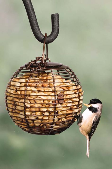 Chickadees love peanuts! Peanut Bird Feeder, Peanut Ball, Wild Birds Unlimited, Nuthatches, Homemade Bird Feeders, Bird House Feeder, Wild Bird Feeders, Bird House Kits, Diy Bird Feeder