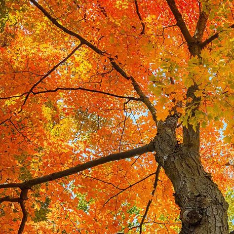 Here in sugar country, it is not uncommon to find oneself travelling down a country lane in the dappled shadows cast by parallel rows of giant sugar maples. How did that happen? Might it happen again?  Learn more on the blog!  https://vermontevaporator.com/planting-maples-for-posterity/ Diy Maple Syrup, Country Lane, Sugar Maple, Organic Fertilizer, Maple Leaves, Family Farm, Garden Planning, Maple Leaf, Planting