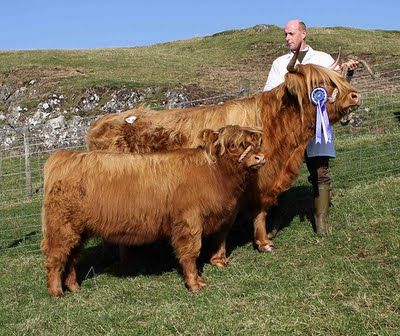 Temperate Climate Permaculture: Heritage Breeds: Highland Cattle Braford Cattle, Aberdeen Angus, Raising Farm Animals, Animal Husbandry, Beef Cattle, Highland Cows, Hobby Farm, Highland Cattle, New South Wales