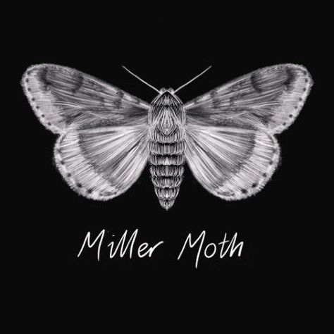 https://www.thenotsomiserable.co.uk/miller-moth/ Miller Moth, Moth Tattoo, Tattoo Drawings, Tattoos And Piercings, Moth, Skin Tones, Insects, Piercings, Tattoos