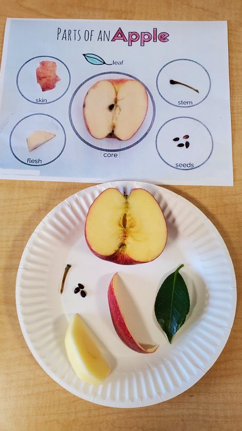 Apples Science Experiment, A For Apple Activity, Apples Stem Activities, Apple Theme Activities Prek, A Is For Apple Activities, Exploring Apples Preschool, Science Apple Activities Preschool, Apple Projects Kindergarten, Activities With Apples For Preschoolers