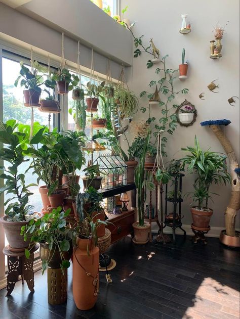 Lots Of Hanging Plants, Indoor Wall Plant, Wall Plant Decor, Houseplant Display, Plant Rooms, Plant Placement, Indoor Plant Display, Wall Green, Indoor Oasis