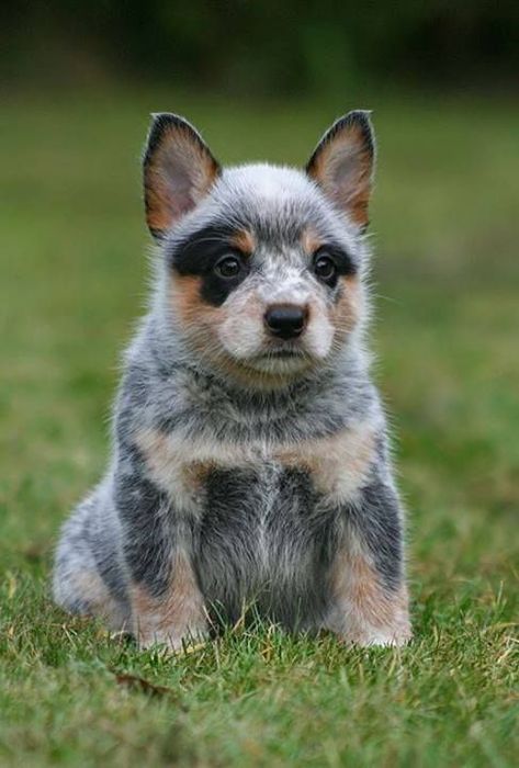 Blue Heeler Puppies, Heeler Puppies, Shelter Dog, Australian Cattle Dogs, Australian Cattle Dog Blue Heeler, Cats Funny, Blue Heeler, Weimaraner, Australian Cattle Dog