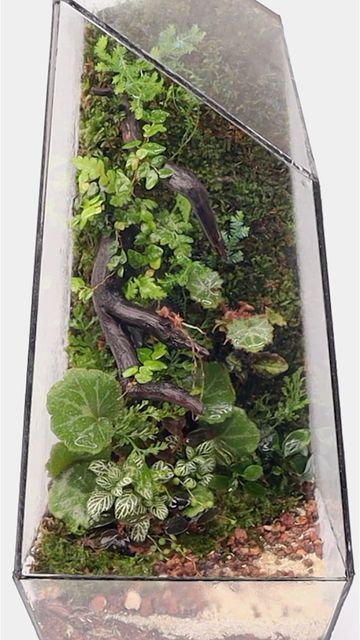 The Urban Nemophilist on Instagram: "Geometric moss wall terrarium #terrarium #moss #mosswall #scape #instagood #theurbannemophilist #reels #geometric" Terrarium Tutorial, Terrarium Design, Wall Terrarium, Crystal Terrarium, Closed Terrarium, Terrarium Moss, Indoor Water Garden, White Cartoon, Black And White Cartoon