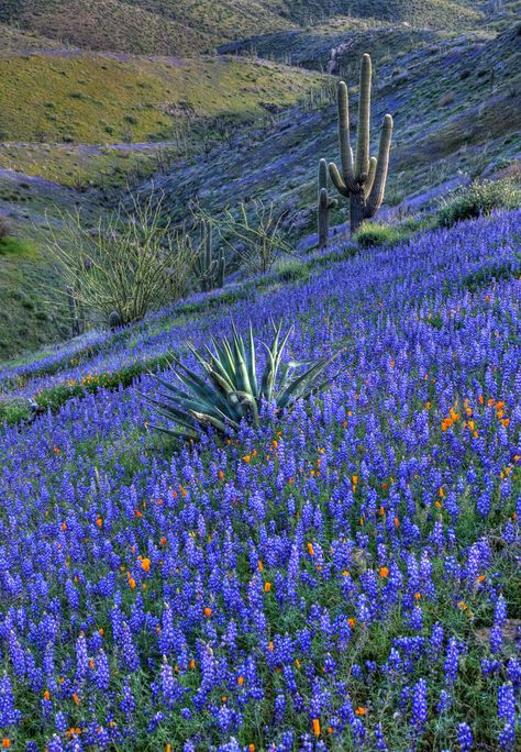 Texas Bluebonnets, Spring Wildflowers, Blue Bonnets, Flower Field, Beautiful World, Beautiful Landscapes, Purple Flowers, Wonders Of The World, Mother Nature