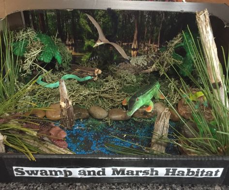 Swamp Marsh Land Swamp Shoe Box Project, Alligator Habitat Project, Crocodile Habitat Project, Crocodile Habitat Diorama, Alligator Diorama, Crocodile Diorama, Wetland Diorama, Swamp Diorama, Ecosystem Diorama