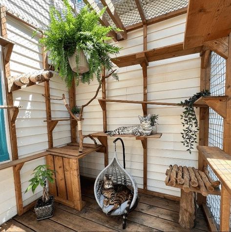 Cat House Ideas, Catio Ideas, Kat Diy, Cat Patio, Outdoor Cat Enclosure, Cat Run, Cat House Diy, Outdoor Cat House, Cat Playground