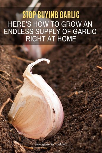 Plantarea Legumelor, Regrow Vegetables, Growing Garlic, Garden Veggies, Garden Types, Veg Garden, Have Inspiration, Home Vegetable Garden, Food Garden