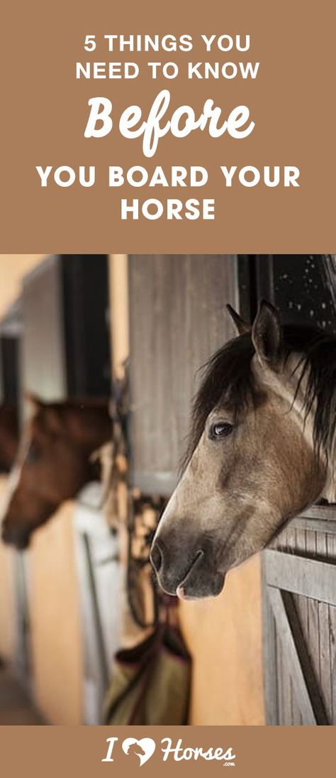 When you don't have the luxury of having a barn in your yard and don't live on several acres of perfect pasture, horse boarding is a great option. Boarding facilities will provide somewhere for your horse to live, but it's important to remember that not all boarding barns are the same. Click here before you decide on a place to board your horse. #horses #horseboarding #boardingbarn #barn #horsetips #horseowner #horsefacts #horsecare Horse Grooming Supplies, Horse Riding Videos, Dressage Exercises, Horse Training Exercises, Horseback Riding Tips, Horseback Riding Lessons, Horse Movies, Riding Tips, Bitless Bridle