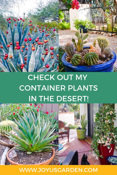 Southwestern Garden Ideas, Arizona Plants For Pots, Cactus Garden Outdoor Pots, Cactus Container Garden, Arizona Potted Plants, Desert Front Porch Ideas, Drought Tolerant Potted Plants, Easy Desert Landscape Ideas, Cactus Container Garden Ideas