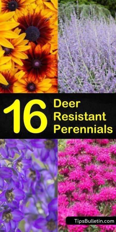 Deer Resistant Ornamental Grasses, Deer Resistant Garden Plans, Partial Shade Perennials, Deer Resistant Landscaping, Part Shade Perennials, Part Sun Perennials, Austin Garden, Deer Resistant Flowers, Deer Resistant Garden