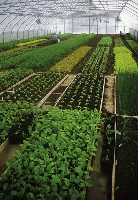 Invernaderos Ideas, Farm Landscaping, Potato Plant, Greenhouse Farming, Harvest Farm, نباتات منزلية, Vegetable Farming, Farm Layout, Vegetable Garden Diy