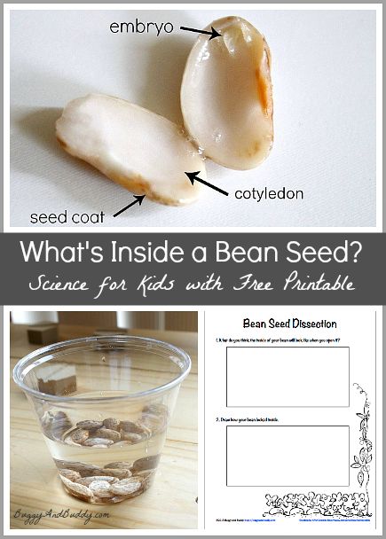 Science for Kids: Dissect a Bean Seed with free observation recording sheet! (NGSS- Next Generation Science Standard LS1.C)~ Buggy and Buddy Science Invitations, Seed Science, Ag Science, Science Experience, Pocket Charts, Plant Activities, 1st Grade Science, First Grade Science, Easy Science Experiments