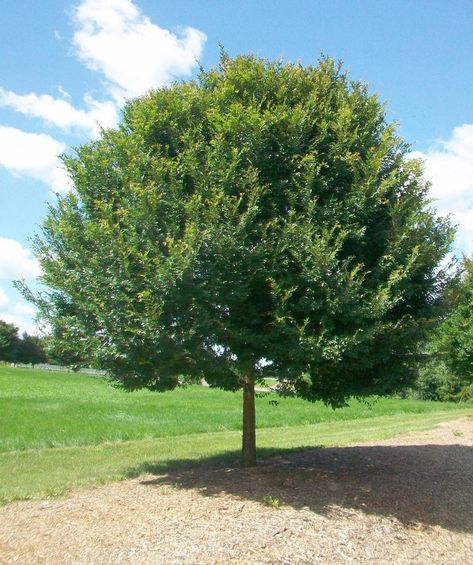 Chinese Elm Tree, Interesting Trees, Flowering Crabapple Tree, Ulmus Parvifolia, Fast Growing Shade Trees, Desert Trees, Myrtle Tree, Flowering Cherry Tree, Elm Tree