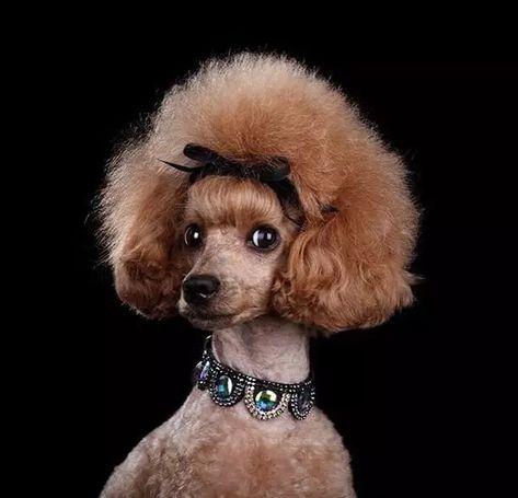 Poodle Hairstyles, Toy Poodle Haircut, Poodle Haircuts, Goldendoodle Grooming, Poodle Hair, Poodle Haircut, Poodle Puppy Standard, Poodle Cuts, Red Poodles