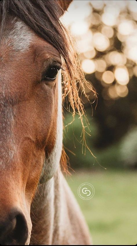 Horse Close Up Photography, Horse Details Photography, Photoshoot Horse Ideas, Photo Session With Horse, Horse And Person Photography, Farm Photography Ideas, Photos With Horses Ideas, Photo With Horse Ideas, Horse Pictures With People