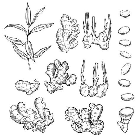 Ginger Tattoo Ideas, Ginger Plant Tattoo, Ginger Root Tattoo, Ginger Plant Flower, Root Tattoo, Ginger Tattoo, Vegetable Tattoo, Spice Packaging, Ginger Rhizome