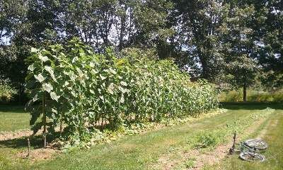 School Garden Club, School Textbooks, Companion Gardening, Growing Corn, Garden Companion Planting, The Three Sisters, Backyard Plants, Corn Plant, Growing Greens