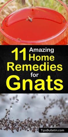 Rid Of Gnats In The House, Gnats Outside How To Get Rid Of, Gnat Repellant Outdoor, How To Get Rid Of Gnats Outside, Gnats In House Get Rid Of, Get Rid Of Gnats Outside, How To Get Rid Of Gnats In The House, Gnats Get Rid Of In Kitchen, Killing Gnats