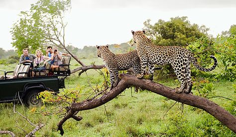 Leopards Safari africa Homemade Milkshake, Safari Game, South Africa Safari, Safari Vacation, Chobe National Park, Milkshake Recipe, Kenya Safari, Tanzania Safari, Africa Do Sul