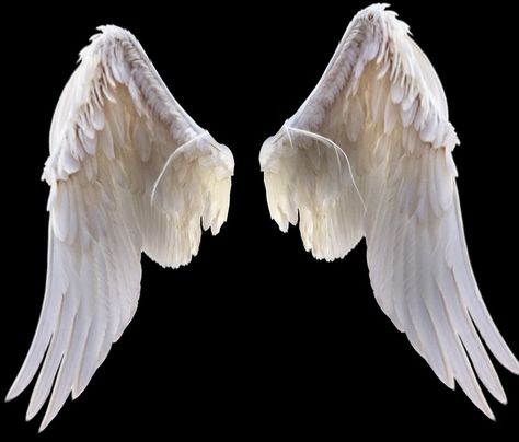 Realistic Wings, Angel Wings Png, Angel Wings Drawing, Full Hd Background, Picsart Photo Editing, Wings Png, Background Change, Wings Drawing, Online Photo Editing