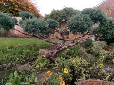 Juniper Bushes Landscaping, How To Topiary, Juniper Topiary Tree, Juniper Topiary, Japanese Juniper, Bonsai Meaning, Juniper Bush, Cloud Pruning, Pnw Garden